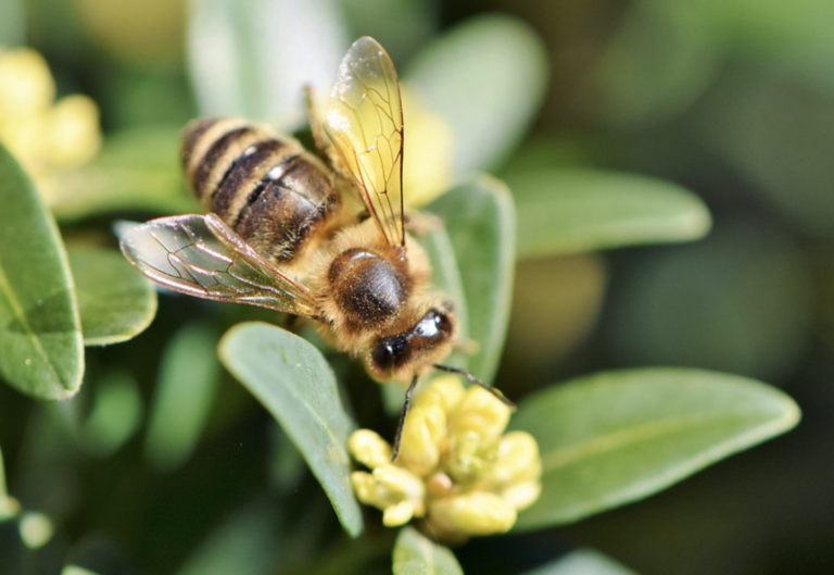 Planting a Bee Friendly Garden