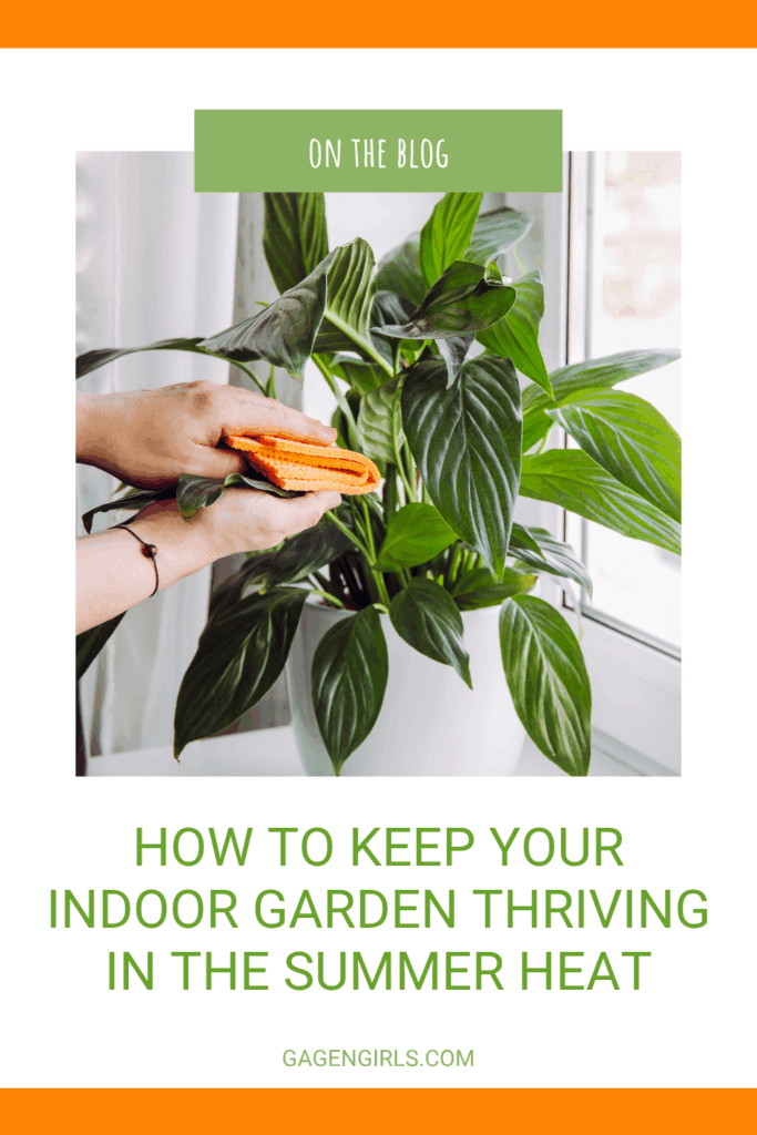 Text reads: On the blog - How to keep your indoor garden thriving in the summer heat. Image of a pair of hands holding a soft cloth cleaning the leaves of a houseplant