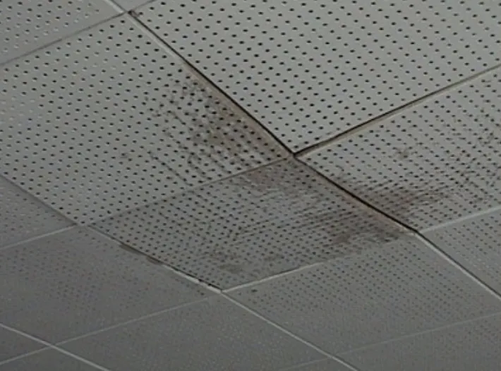 Close-up of stained and mold-damaged ceiling tiles with visible water intrusion marks.