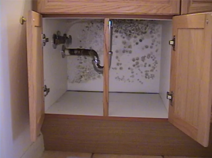 DIY Mold Removal: What Works and What Doesn’t