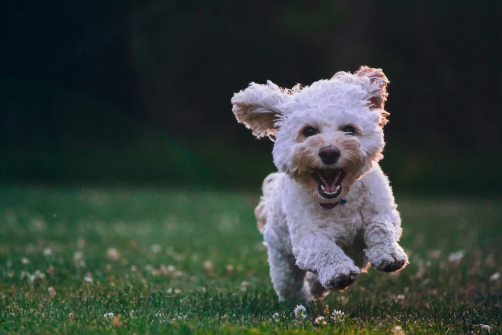 Dog running through grass outdoors, illustrating how pets can carry pollen and allergens into the home
