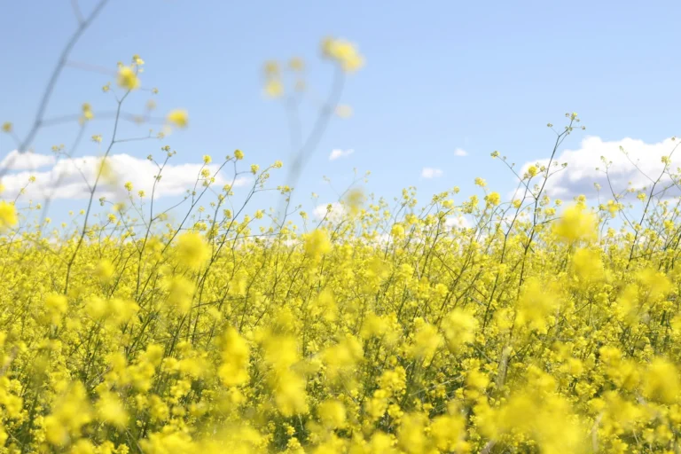 Treating Seasonal Allergies