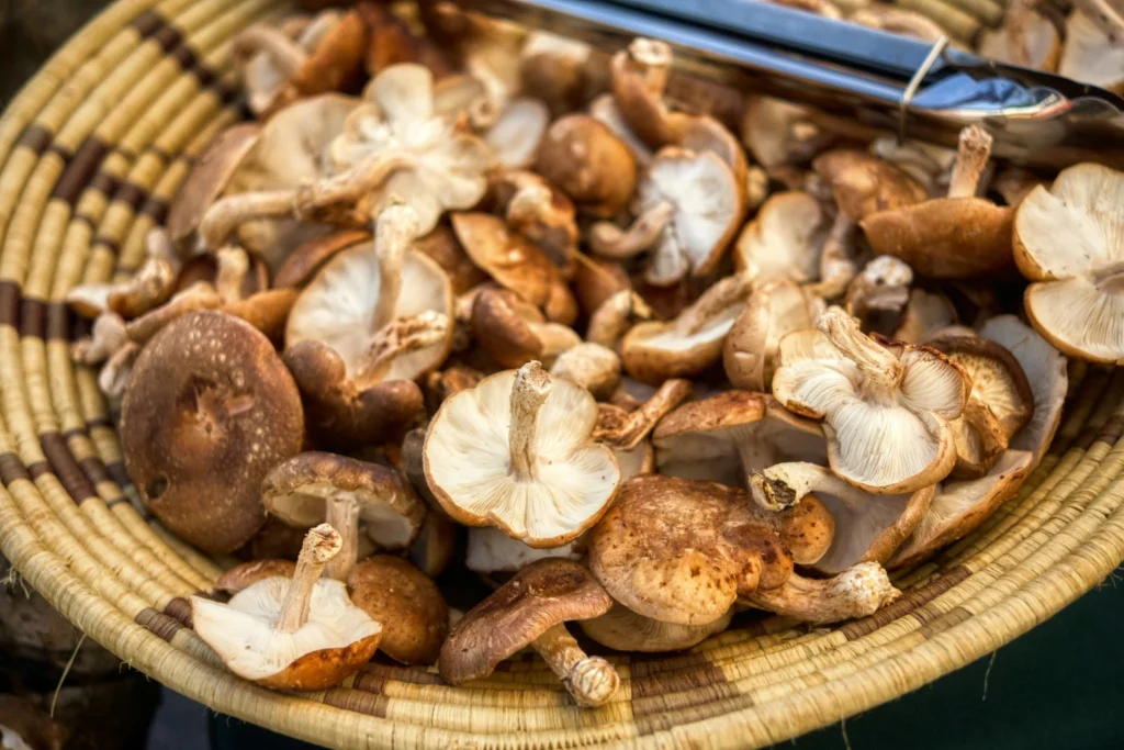 Basket filled with freshly harvested wild mushrooms ready for cleaning and cooking.