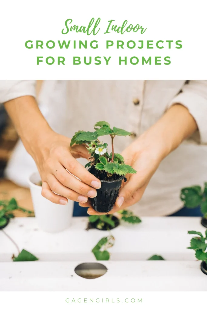 Hands transplanting strawberry seedlings into a hydroponic planter with the title "Small Indoor Growing Projects for Busy Homes."